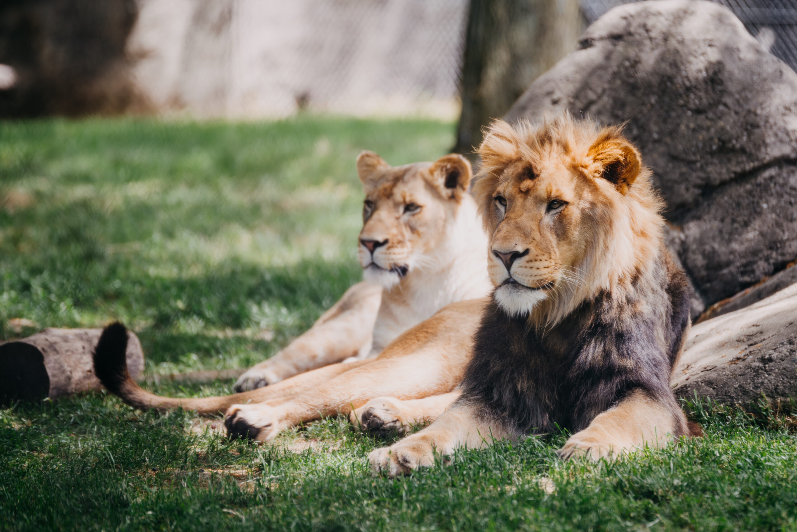a lion lying in the grass