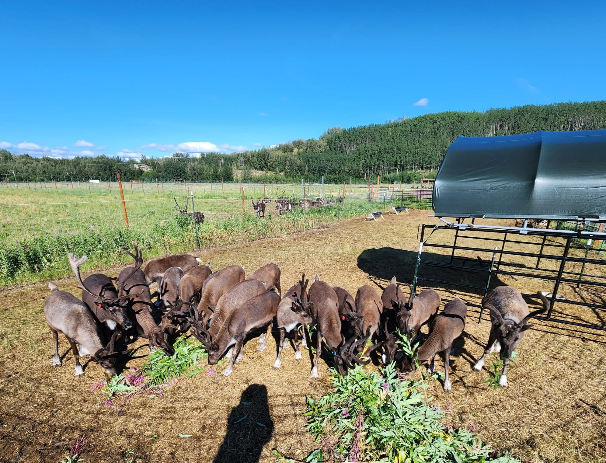 a herd of cattle standing on top of a grass covered field