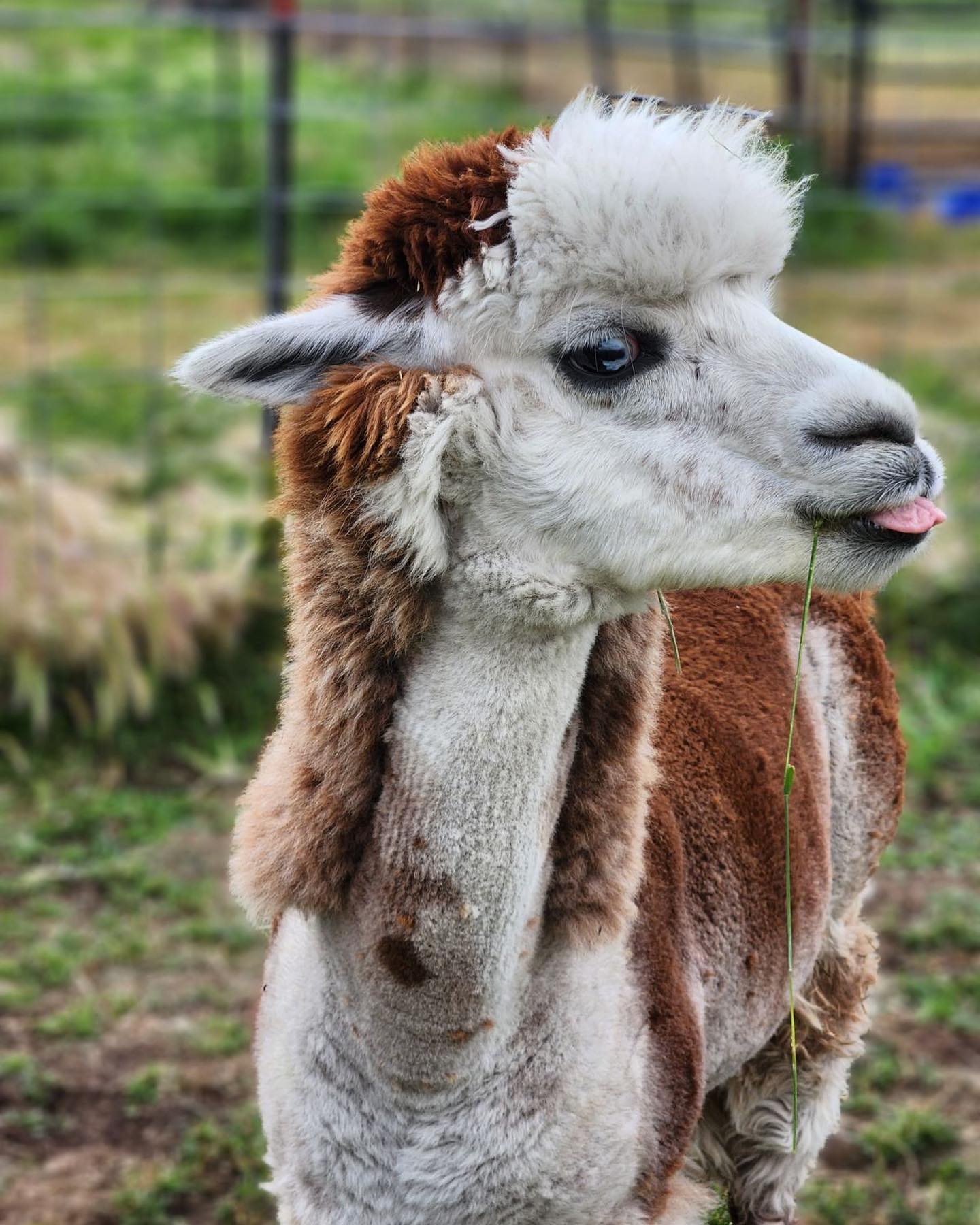 a close up of a llama