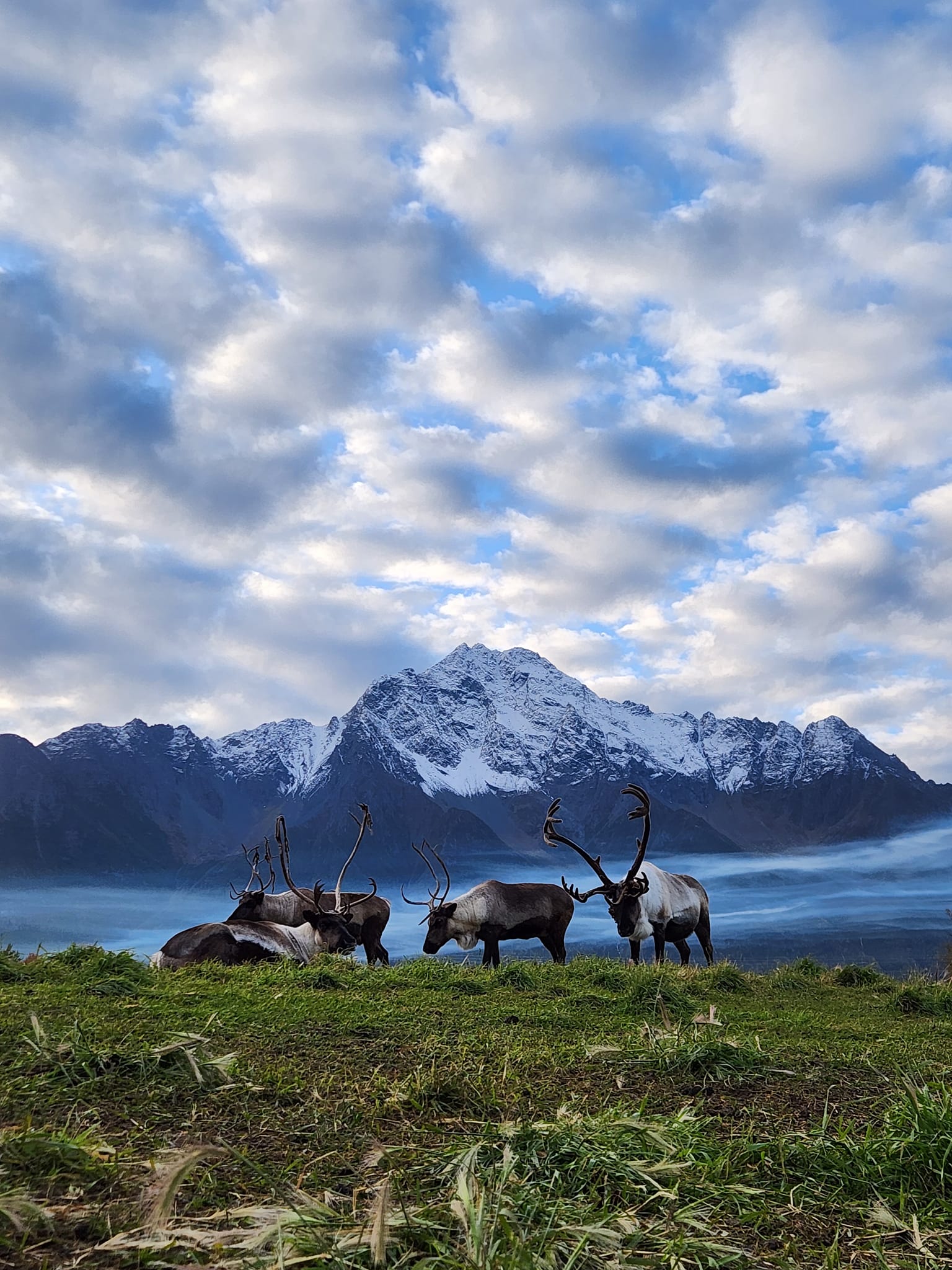 a herd of cattle standing on top of a grass covered field