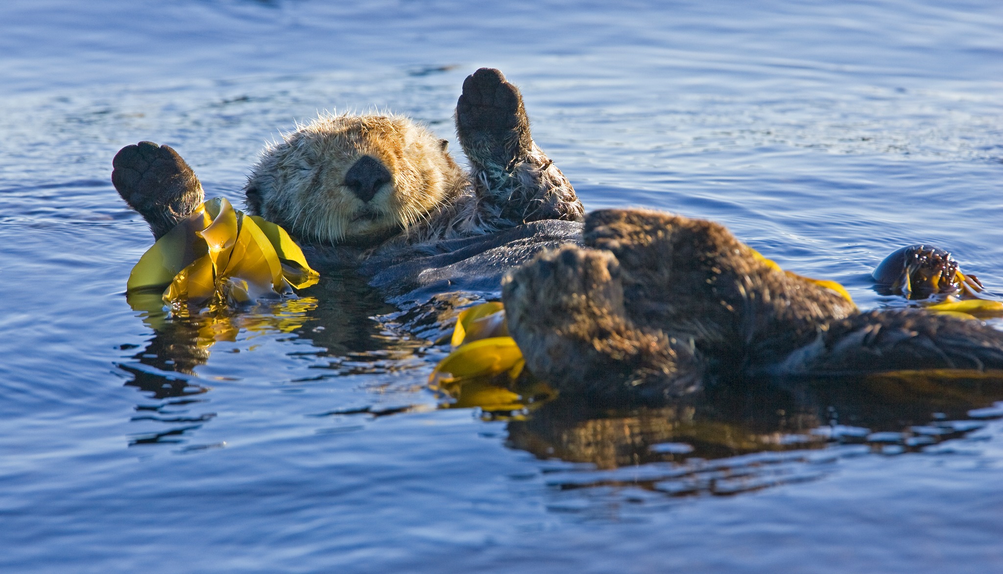 a bird swimming in water