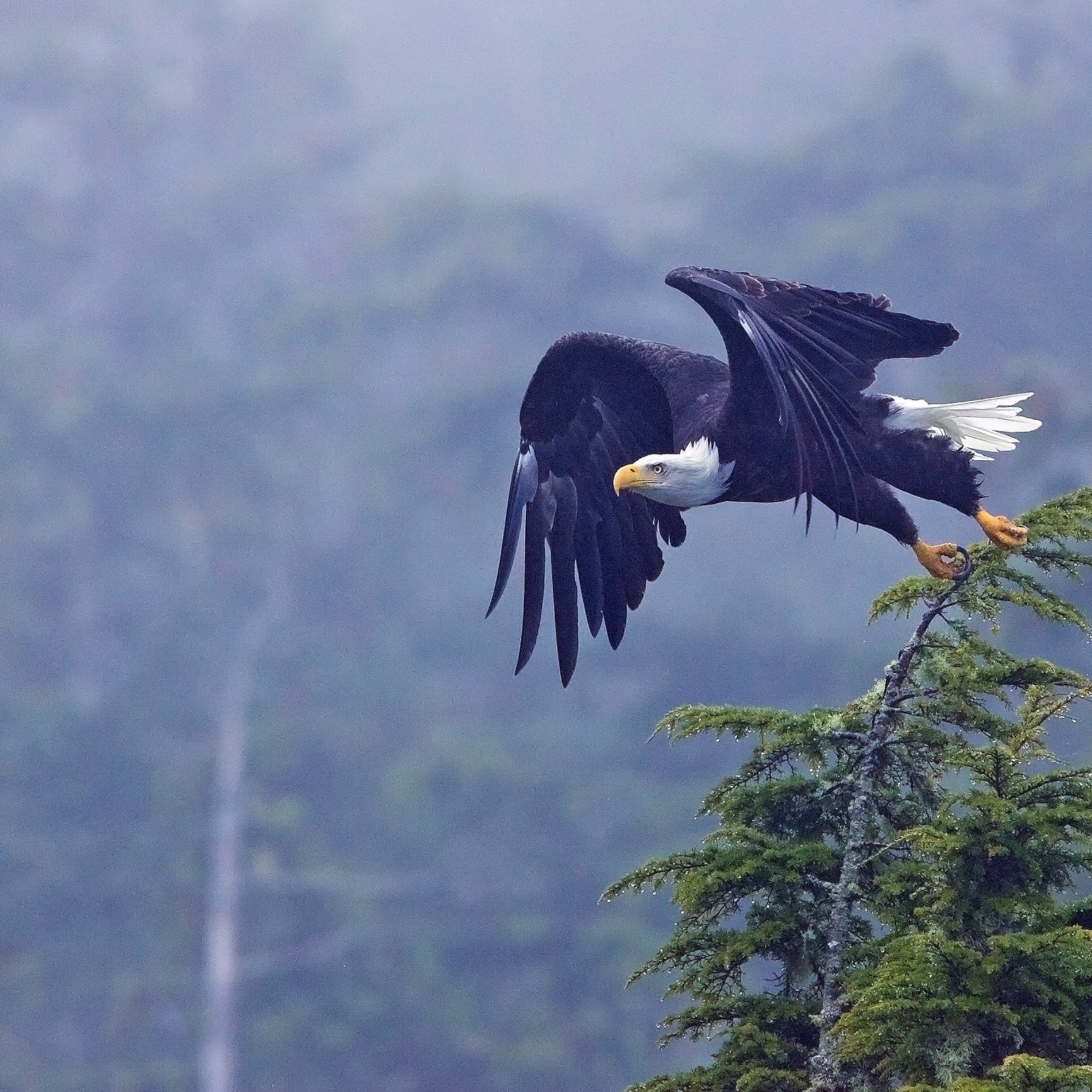 an eagle flying in the sky