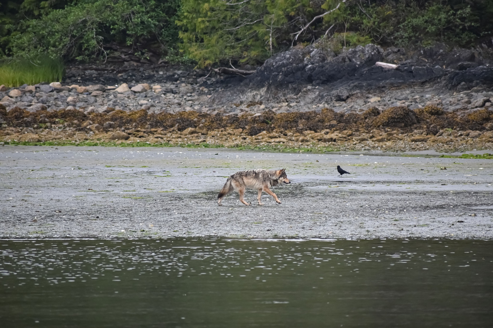 a dog drinking water from the river