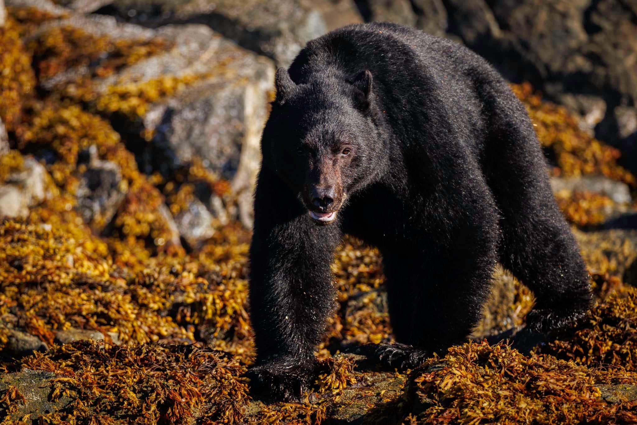 a large brown bear standing on top of a rock